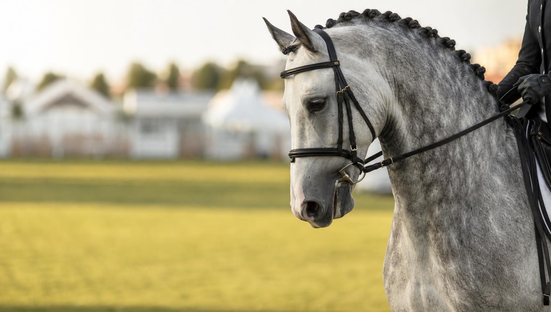 Grey competition horse with a braided mane standing calmly in a sunlit arena beside its rider